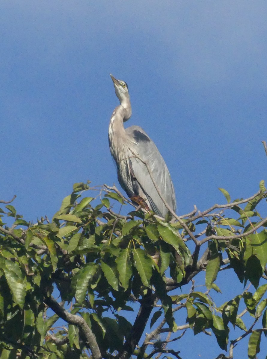 Great Blue Heron - ML644920567