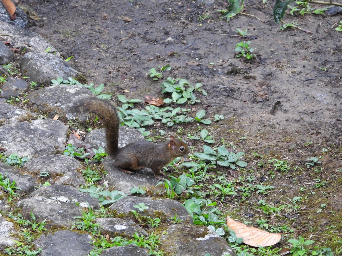 Bolivian Squirrel - ML644920604