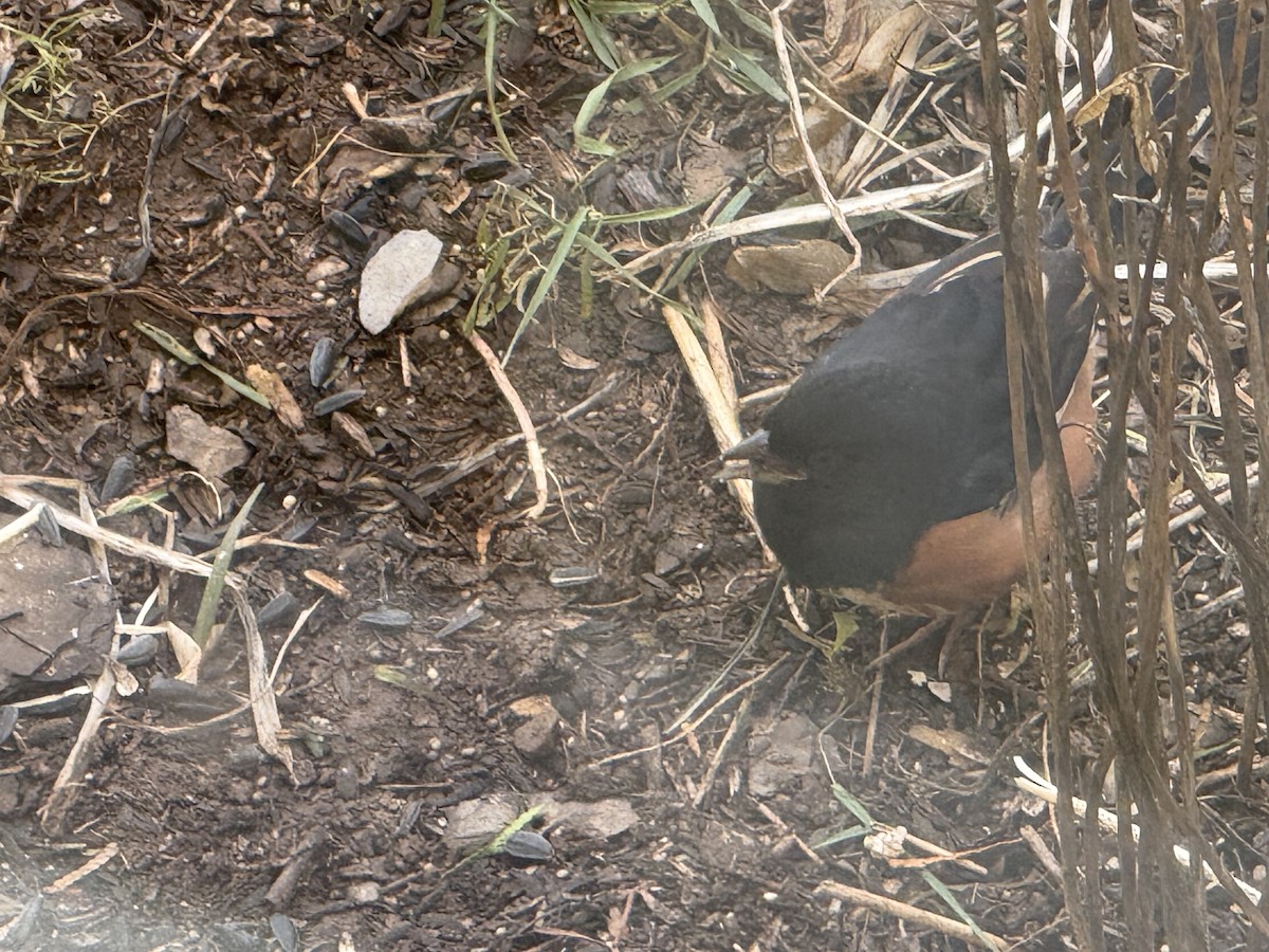 Eastern Towhee - ML644920612