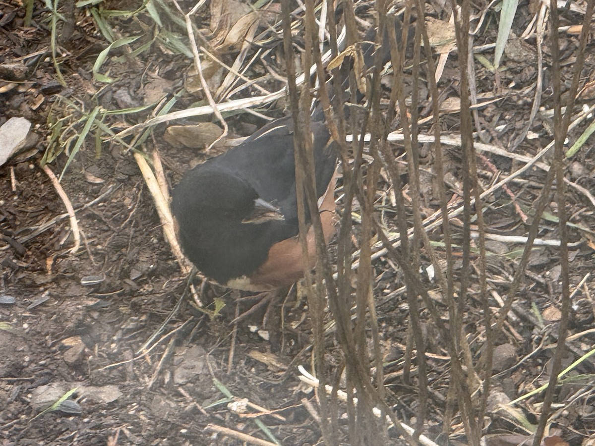 Eastern Towhee - ML644920613