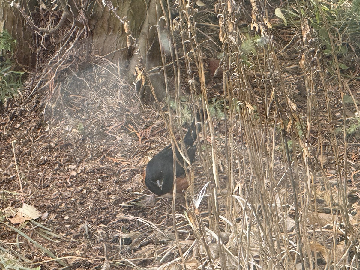 Eastern Towhee - ML644920614