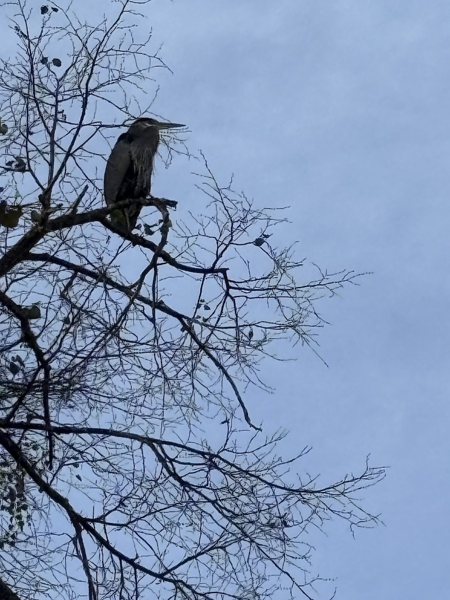 Great Blue Heron - ML644920655