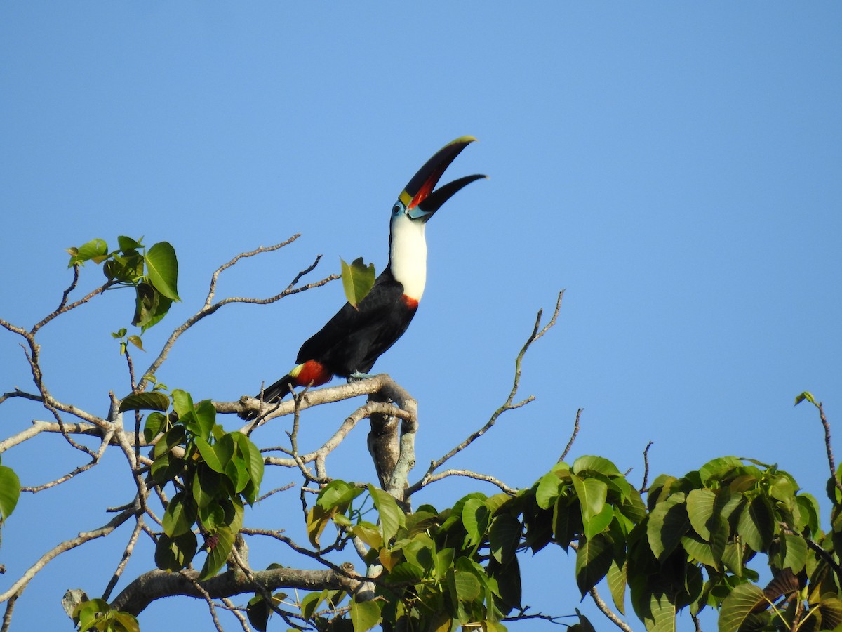 White-throated Toucan - ML644920664