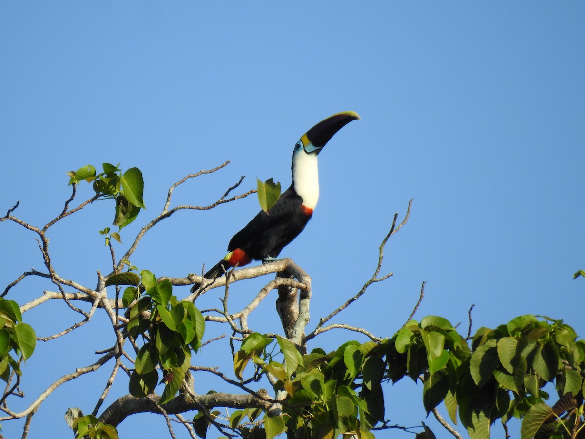 White-throated Toucan - ML644920671