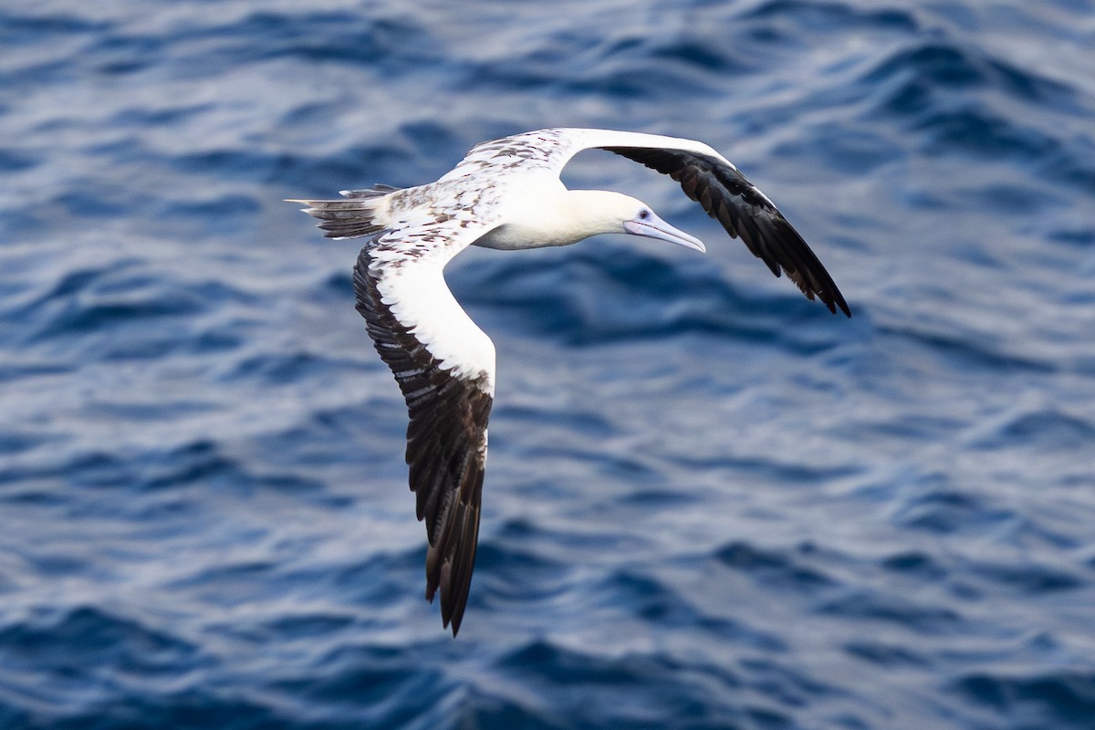 Red-footed Booby - ML644920673