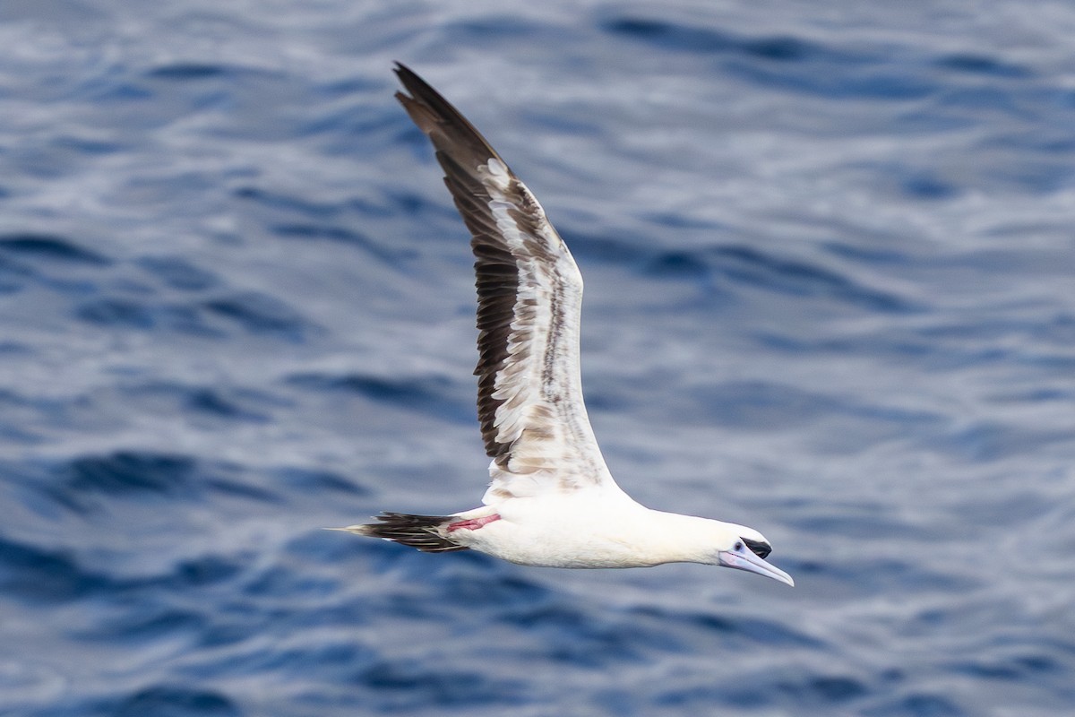 Red-footed Booby - ML644920677