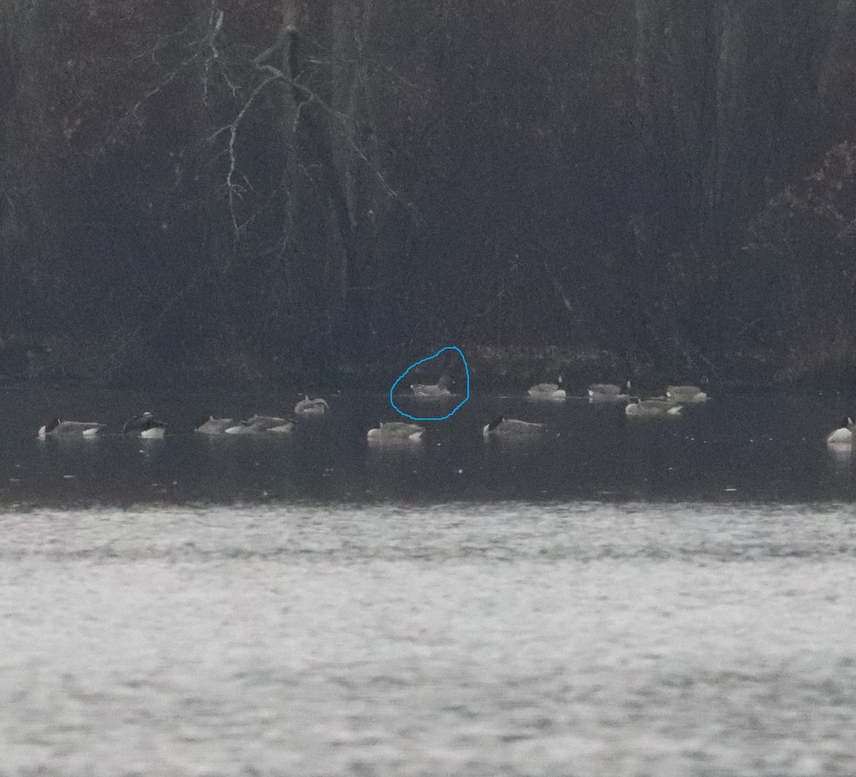 Гуменник тундровий - ML644920681