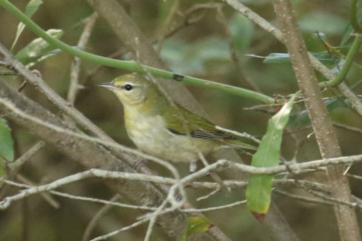 Tennessee Warbler - ML644920690