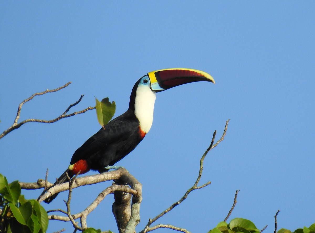 White-throated Toucan - ML644920691