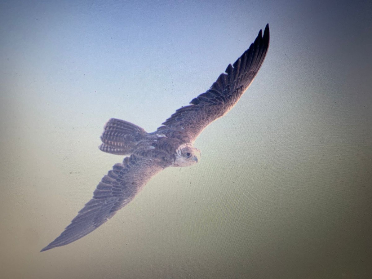 Балобан - ML644920692