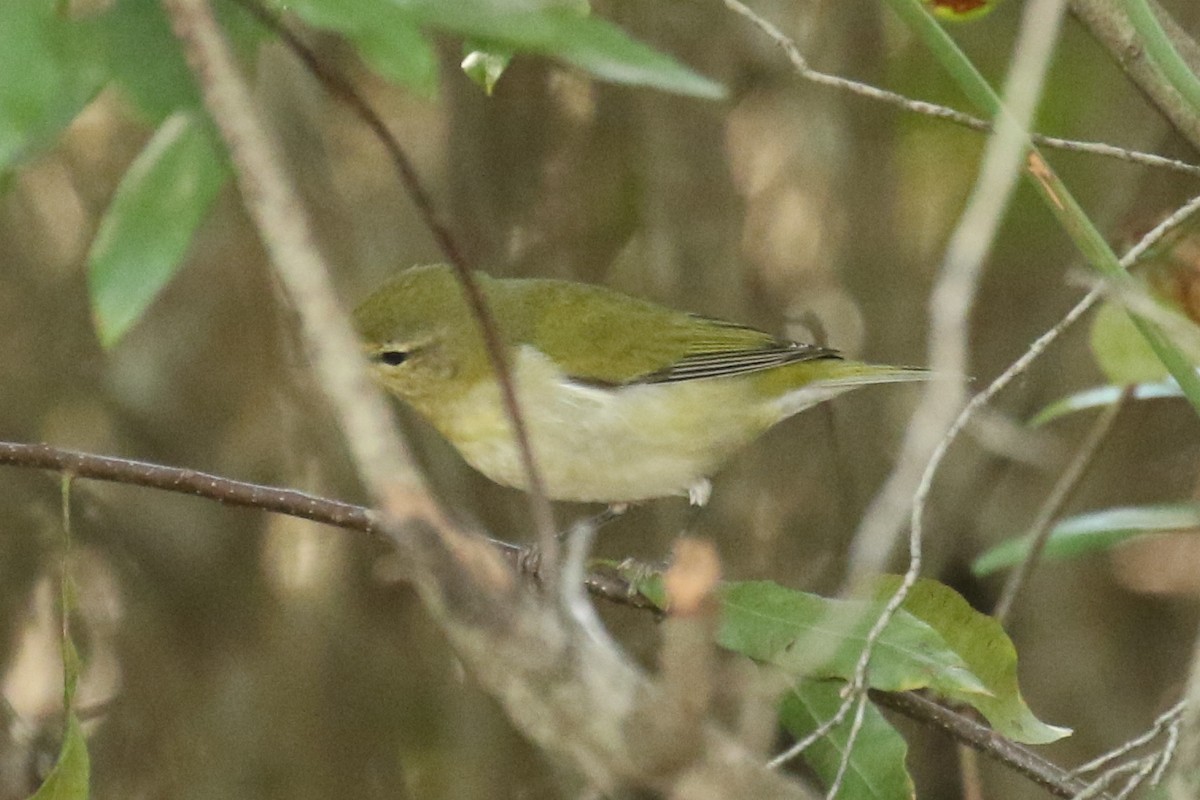 Tennessee Warbler - ML644920700