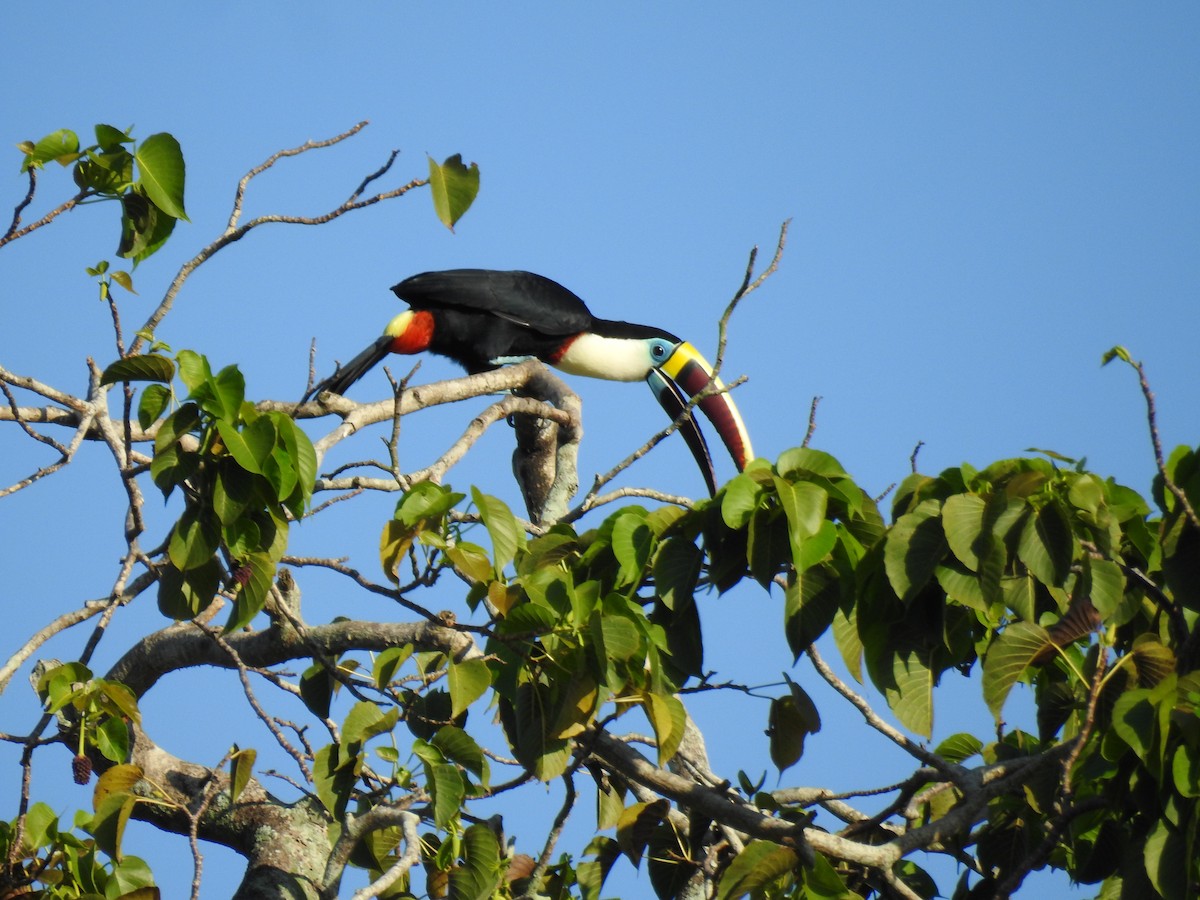 White-throated Toucan - ML644920704