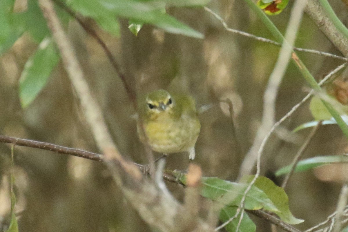 Tennessee Warbler - ML644920705