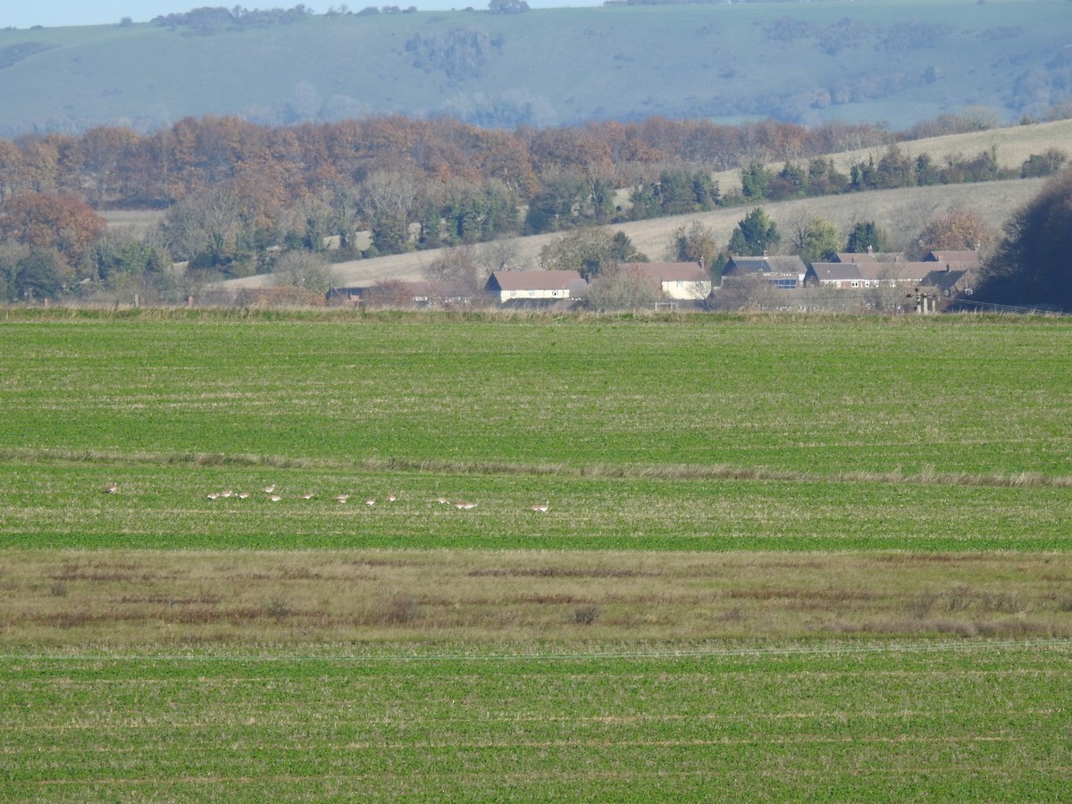 Great Bustard - ML644920714