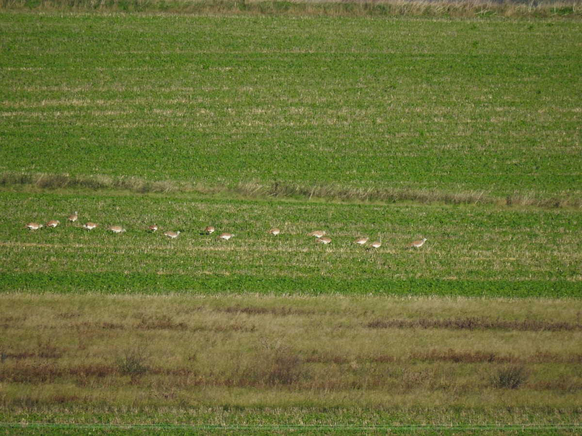 Great Bustard - ML644920715