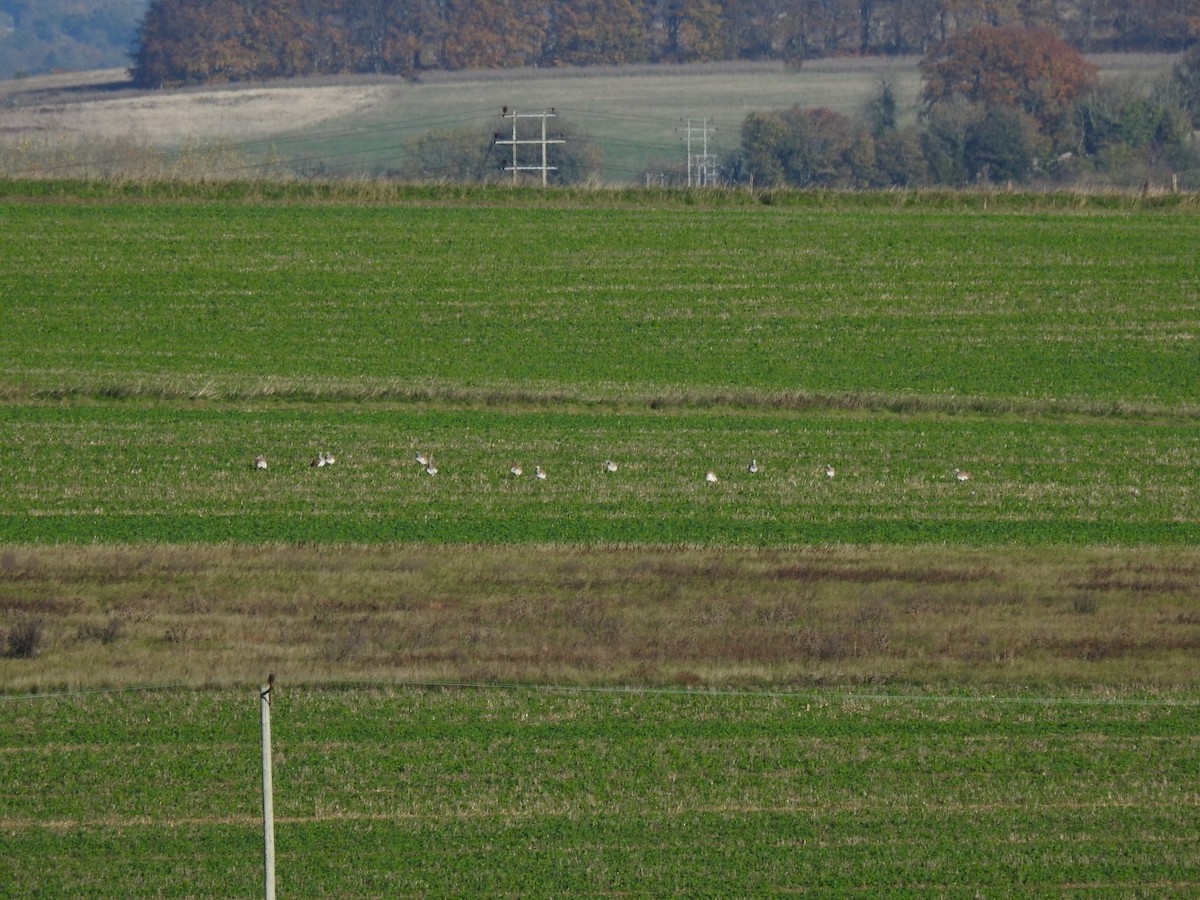 Great Bustard - ML644920717