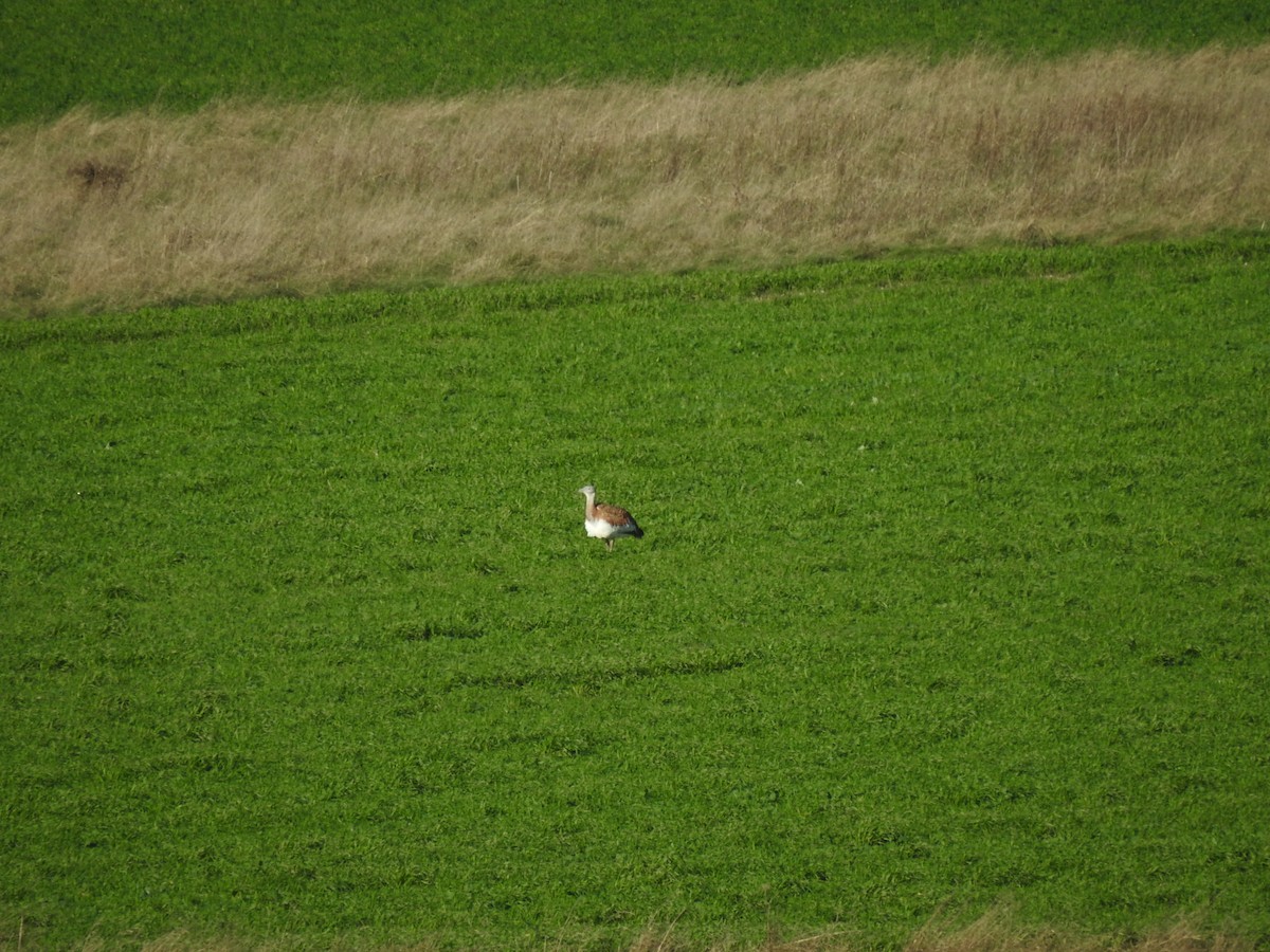 Great Bustard - ML644920719