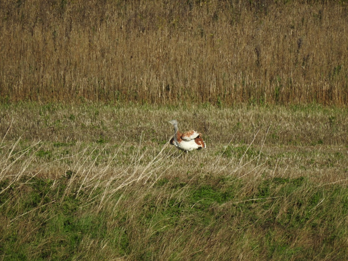 Great Bustard - ML644920721