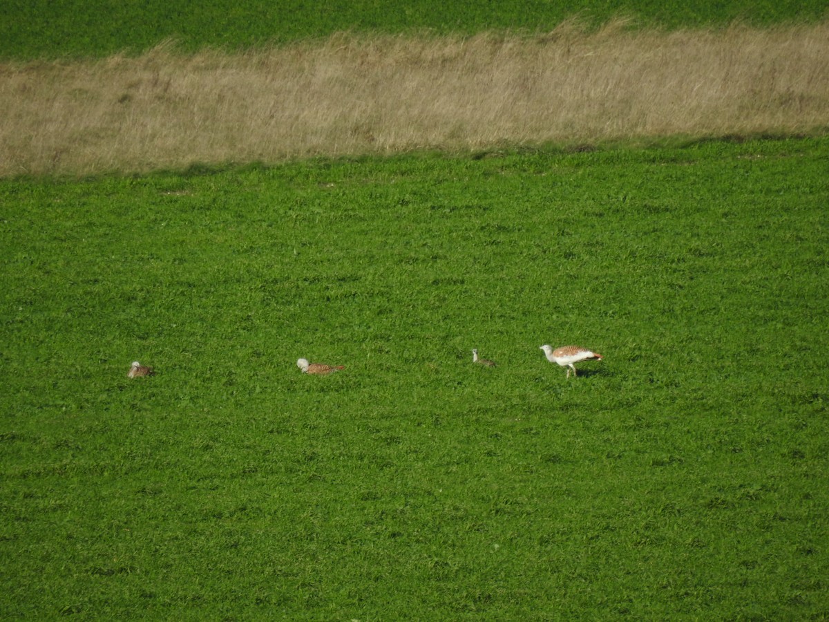 Great Bustard - ML644920722