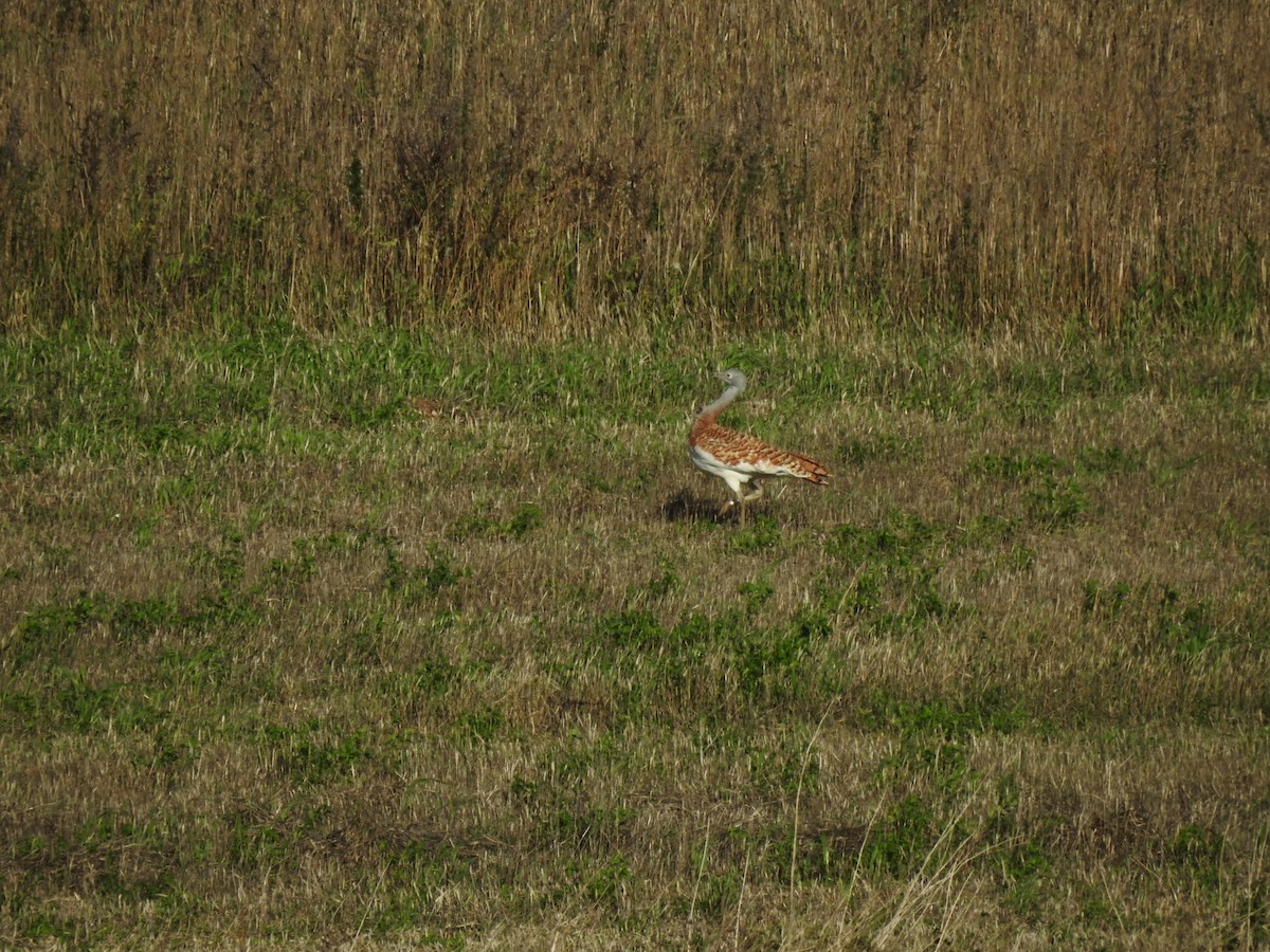 Great Bustard - ML644920723