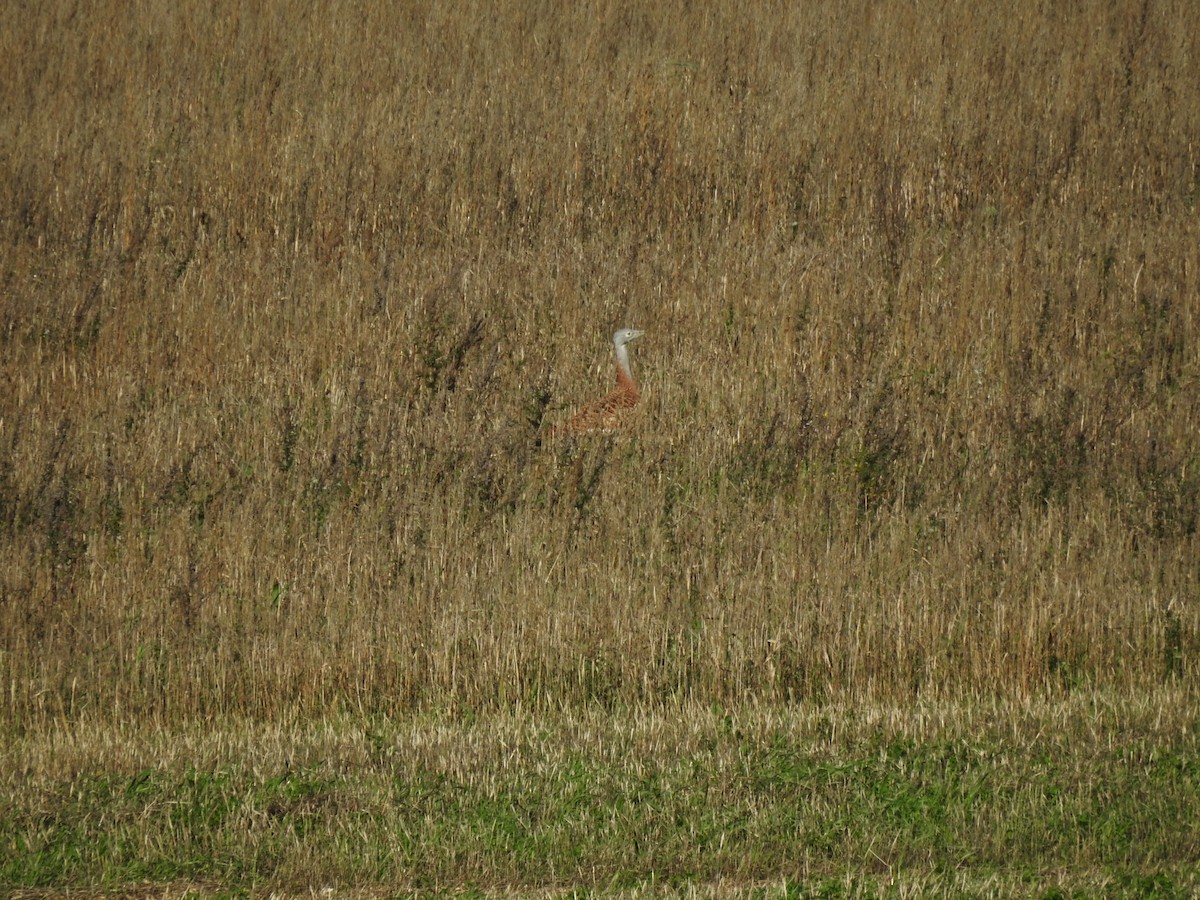 Great Bustard - ML644920724