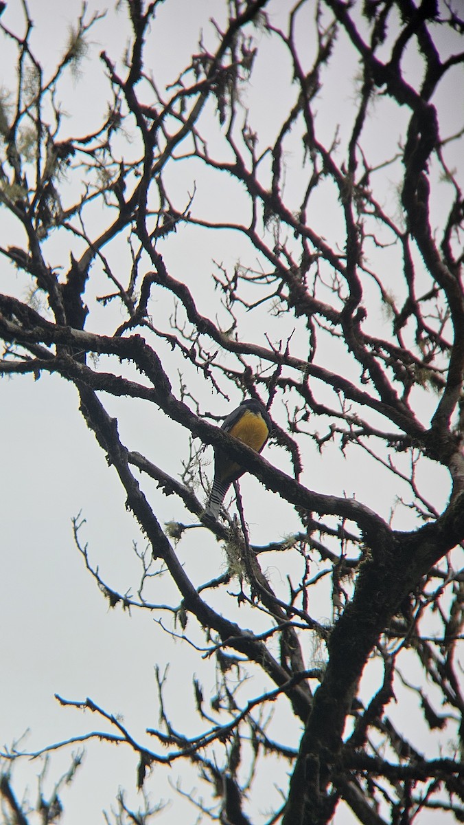 Mor Trogon - ML644920727