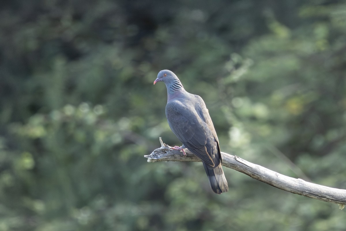 Bolle's Pigeon - ML644920734