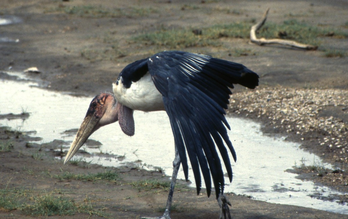 Marabou Stork - ML644920740