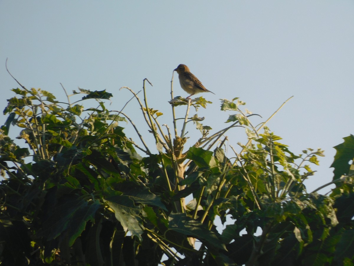 Baya Weaver - ML644920742