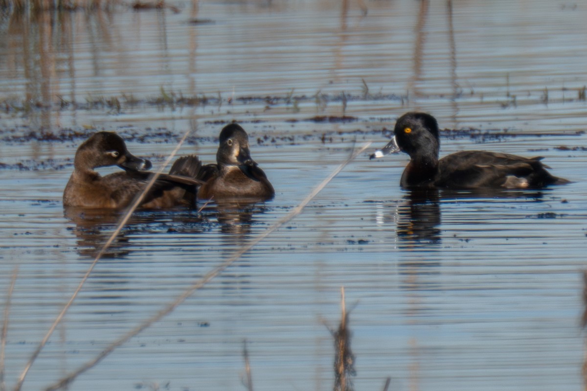 Ring-necked Duck - ML644920743