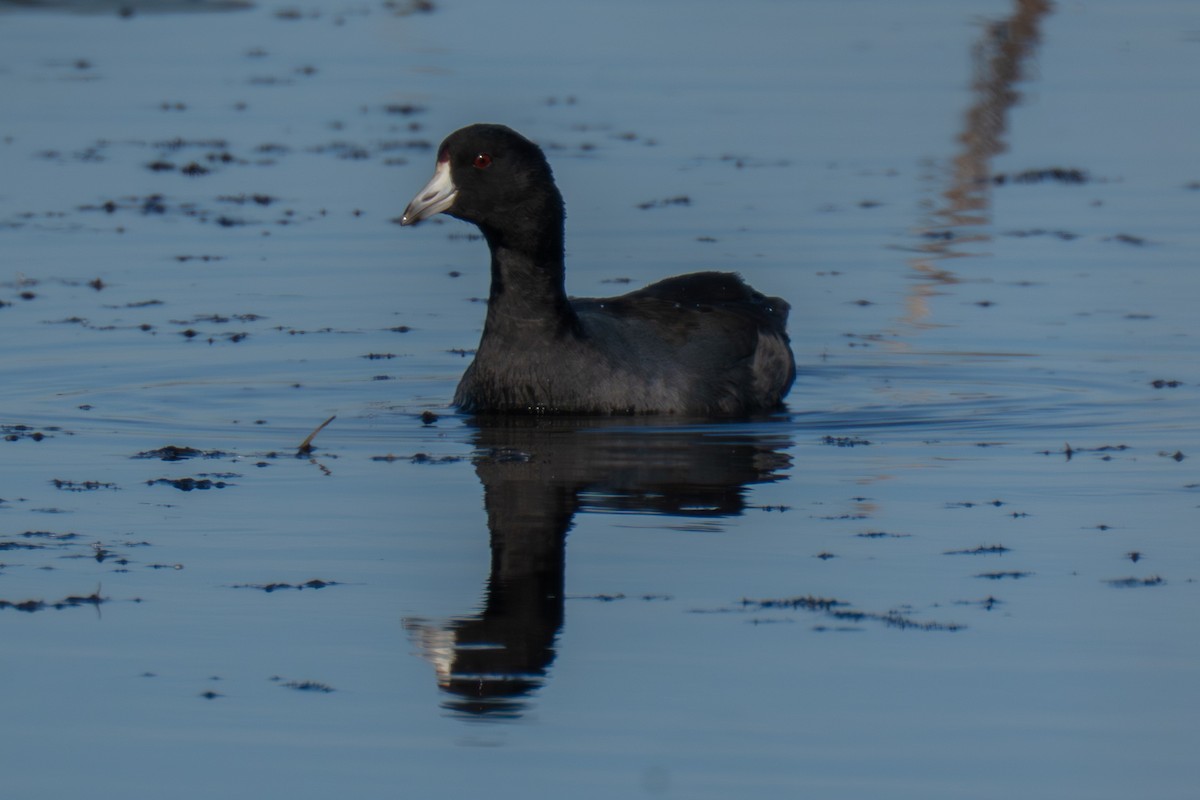 American Coot - ML644920753