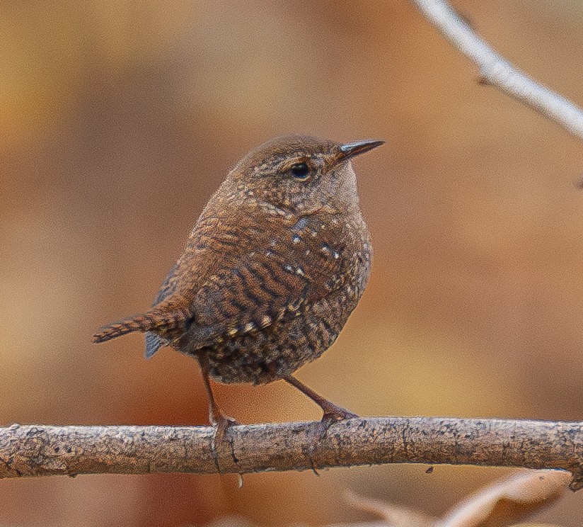 Winter Wren - ML644920754
