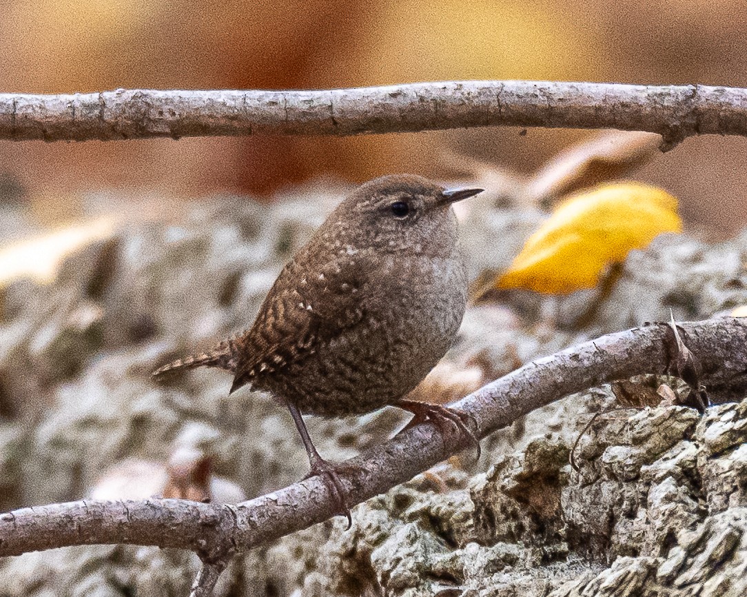 Winter Wren - ML644920755
