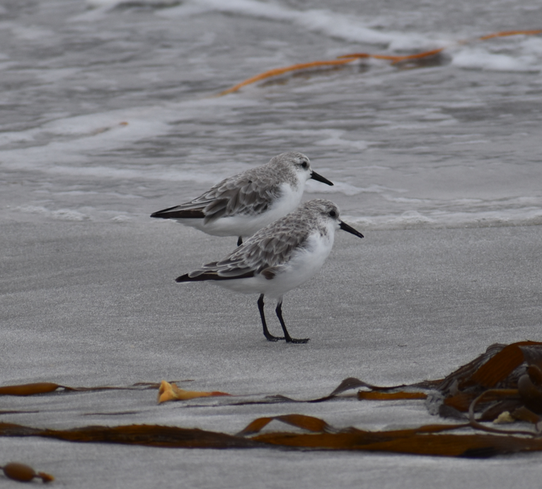 Sanderling - ML644920756