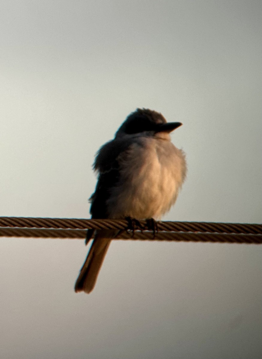 Gray Kingbird - ML644920759