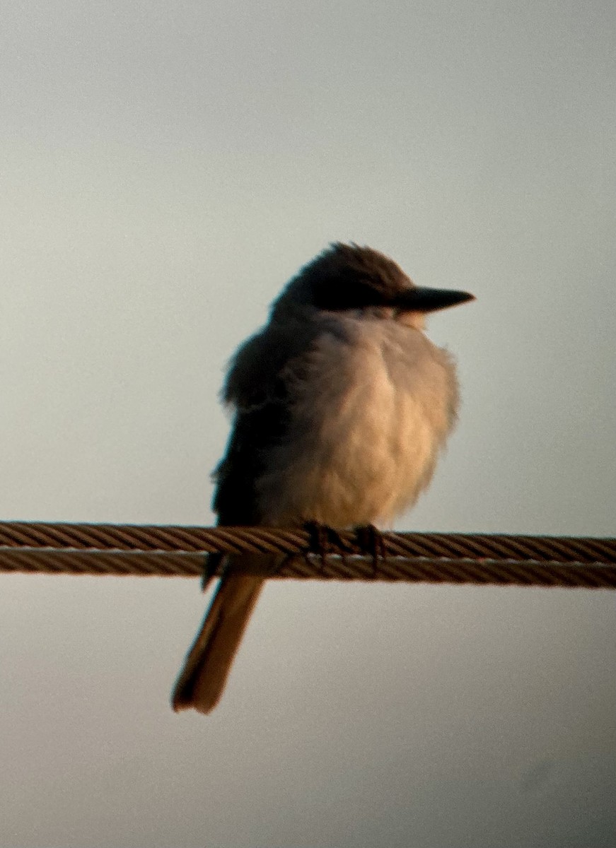 Gray Kingbird - ML644920760