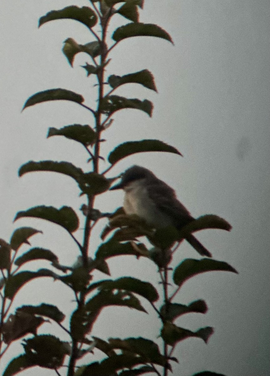 Gray Kingbird - ML644920761