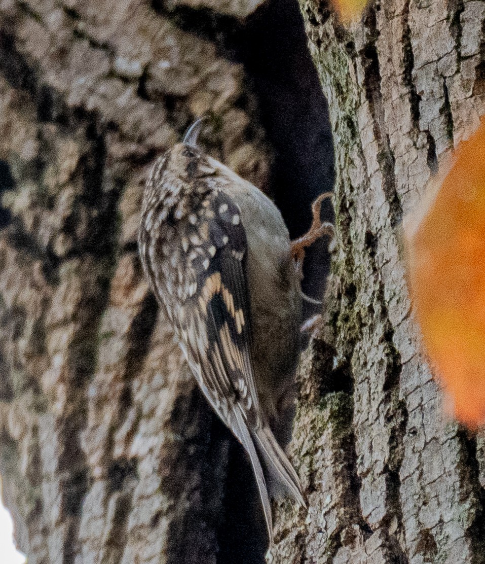 Brown Creeper - ML644920762