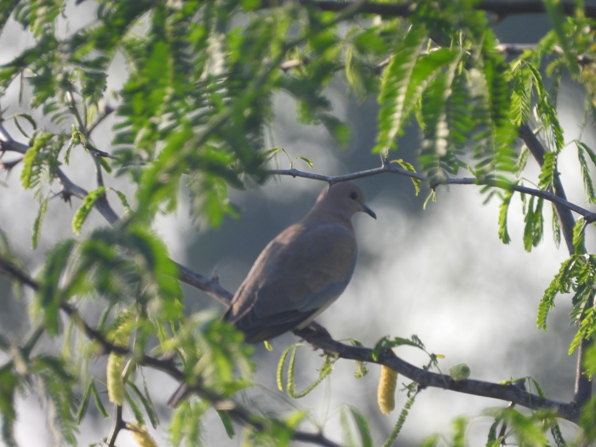 Laughing Dove - ML644920763