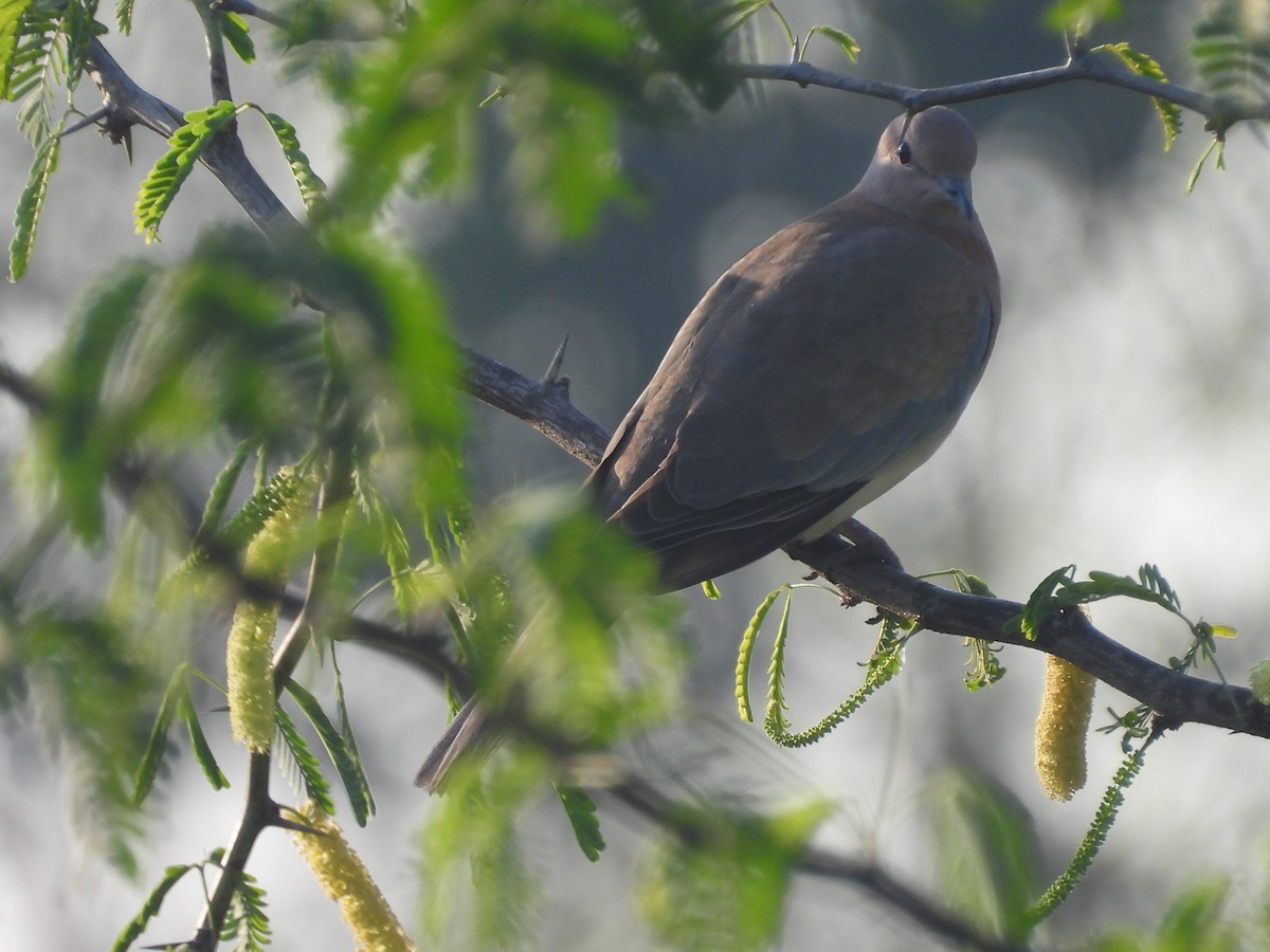 Usapal senegaldarra - ML644920764