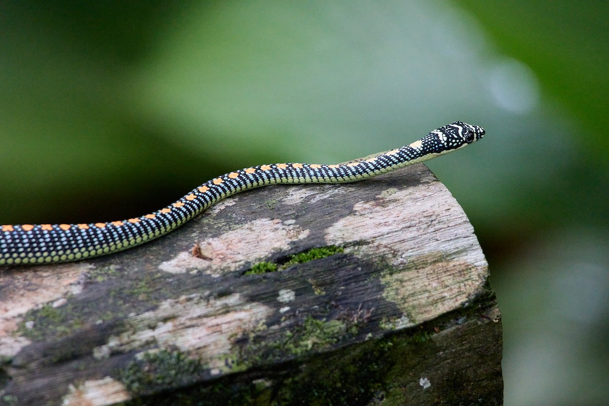 Paradise Flying Snake - ML644920767