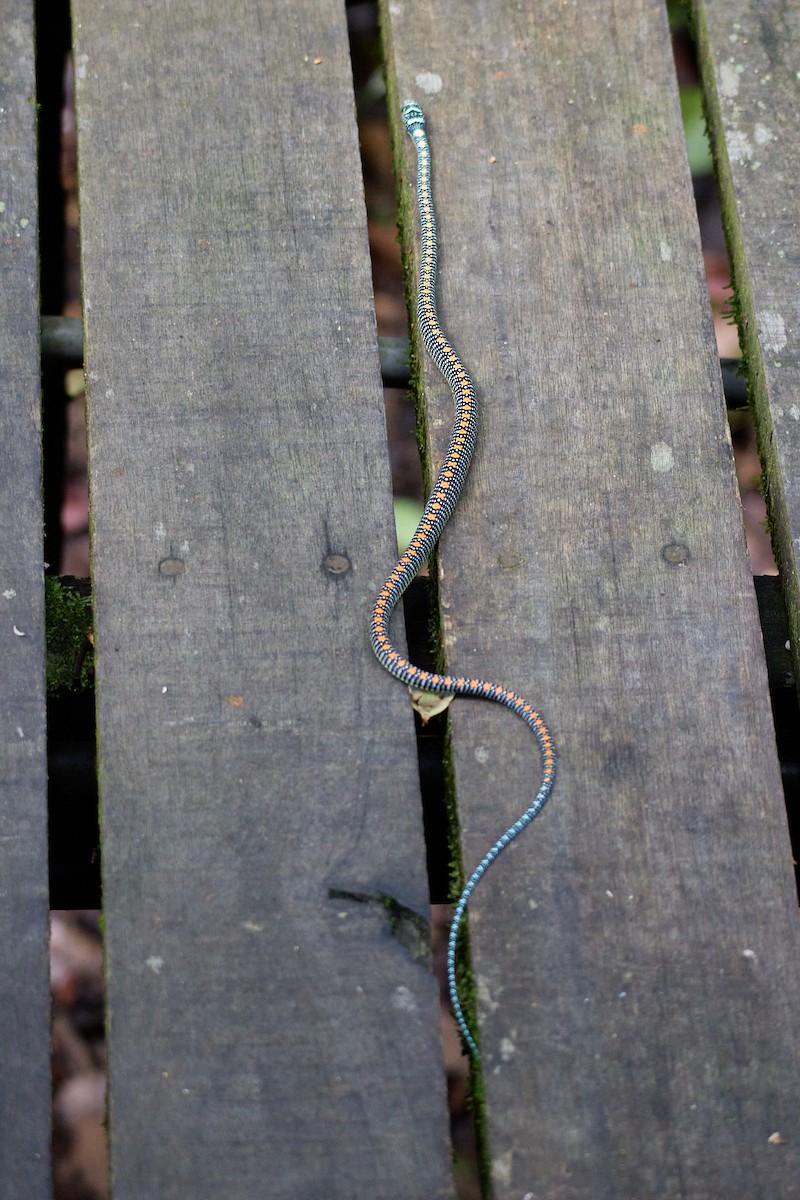 Paradise Flying Snake - ML644920768