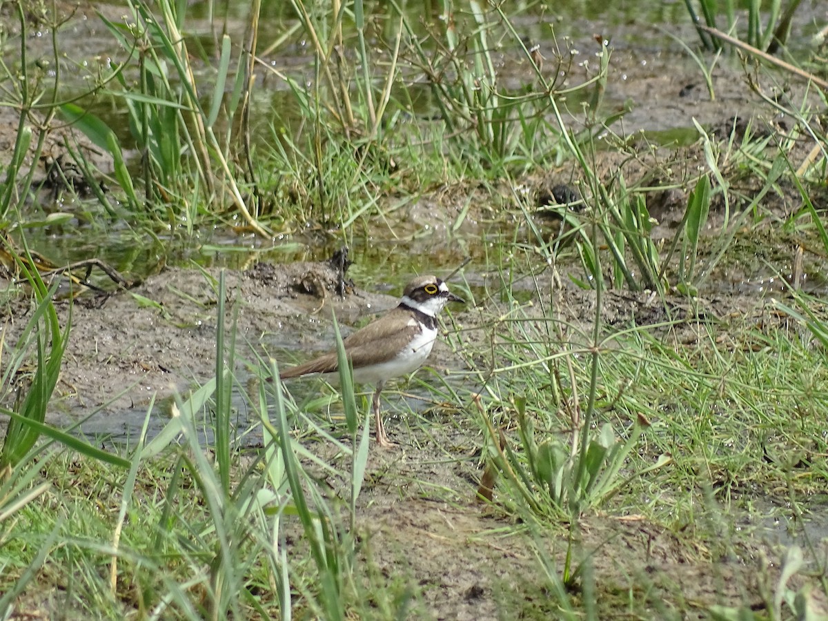 Little Ringed Plover - ML644920769