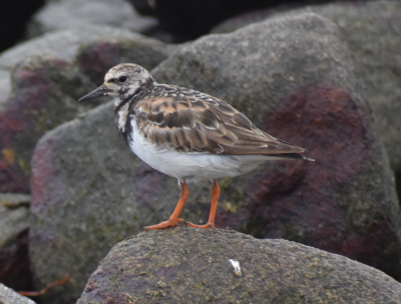 Ruddy Turnstone - ML644920771