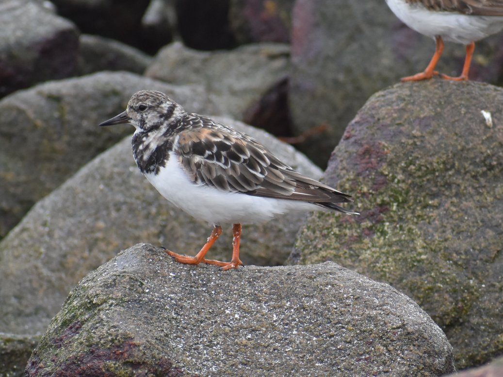 Ruddy Turnstone - ML644920772