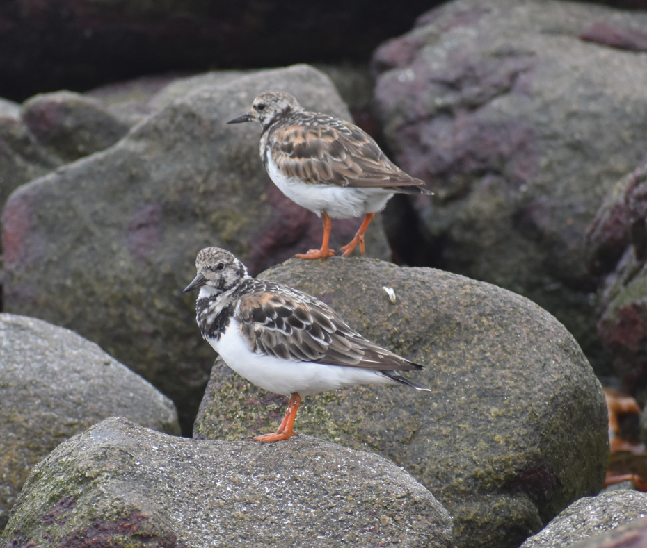 Ruddy Turnstone - ML644920773