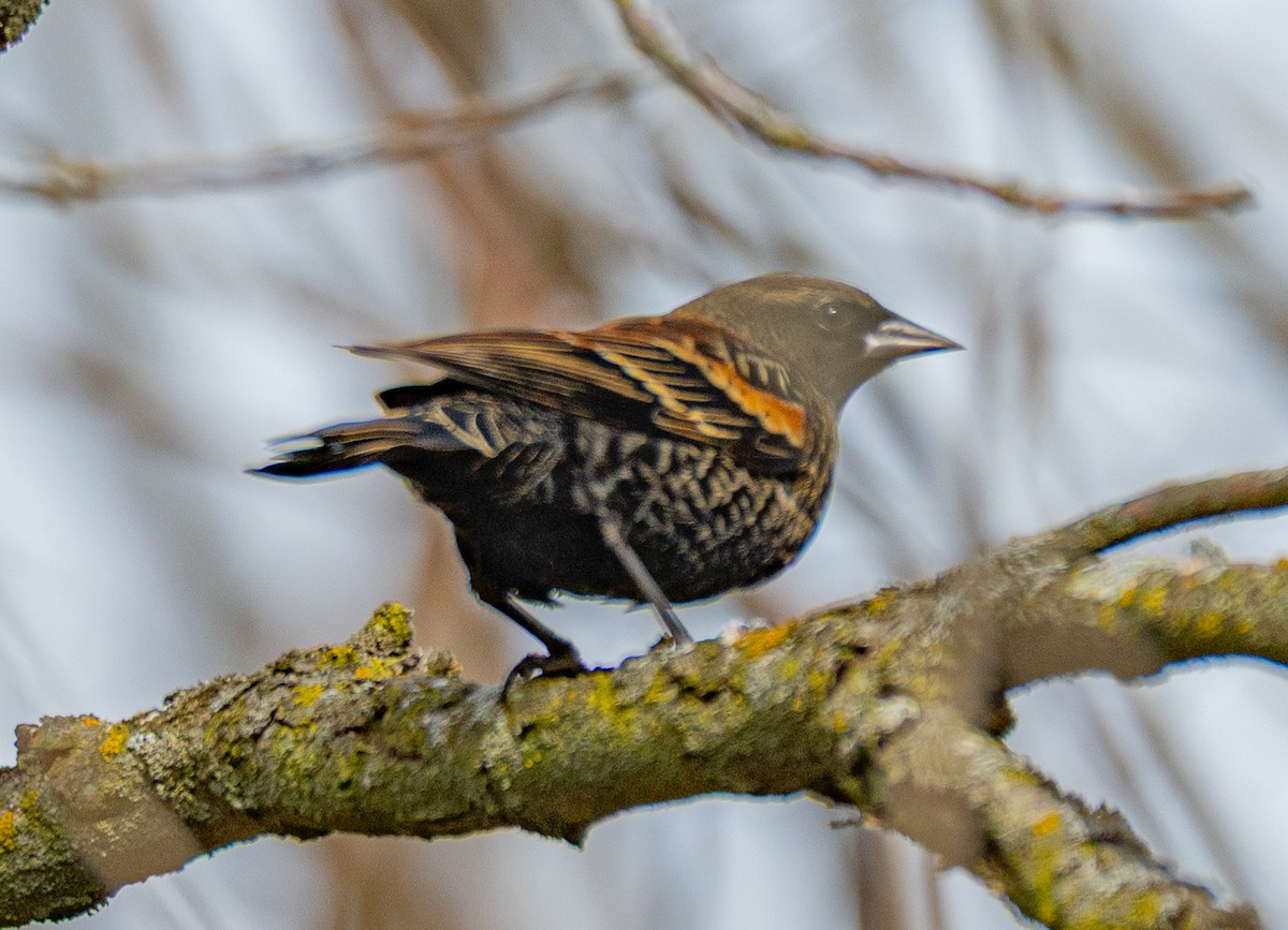 European Starling - ML644920774