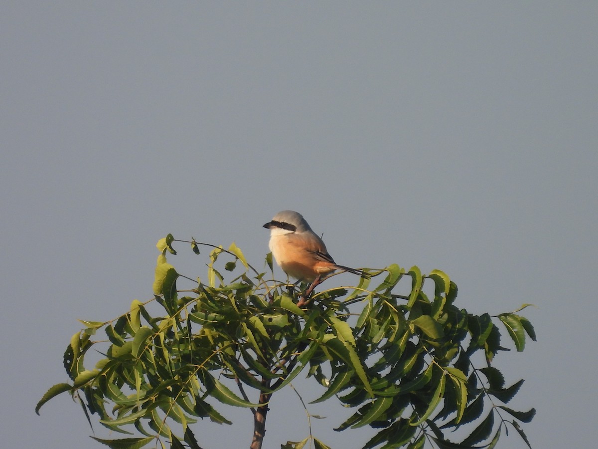 Long-tailed Shrike - ML644920776