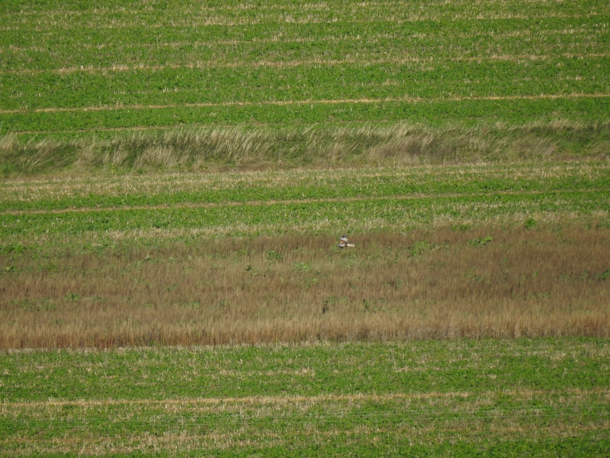 Western Marsh Harrier - ML644920777