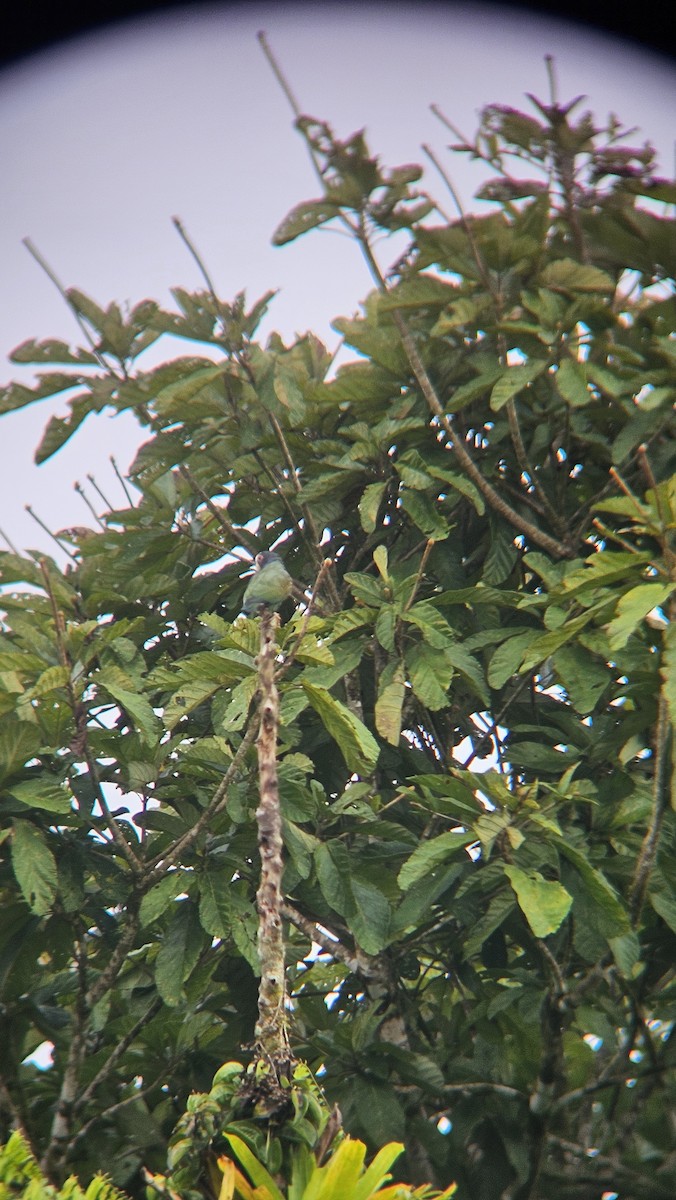 Loro Senil - ML644920780